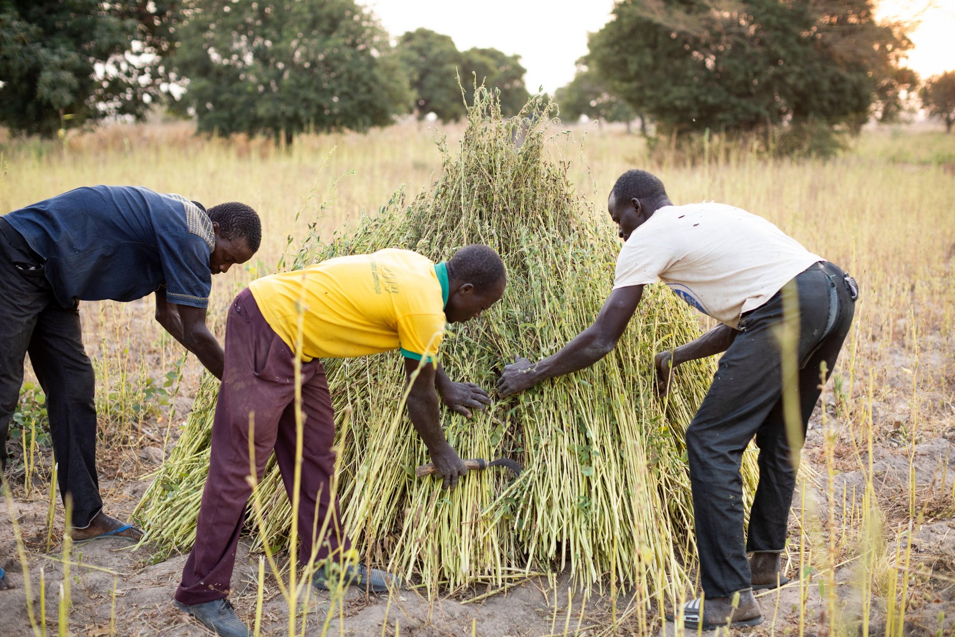 Sesame farmers harvesting stalks of sesame pods in Mouhoun Province, Boucle de Mouhoun Region, Burkina Faso, West Africa.