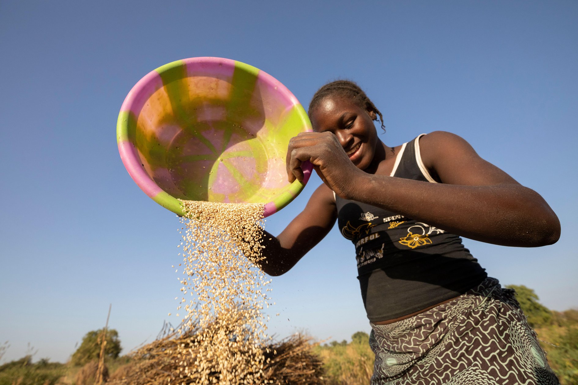 A woman winnows her sesame seed crop in her sesame fields in rural Mouhoun Province, Boucle de Mouhoun Region, Burkina Faso, West Africa. Winnowing is the act of blowing a current of air through grain in order to separate out dust, chaff and impurities.